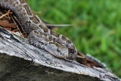 Crotalus ravus brunneus