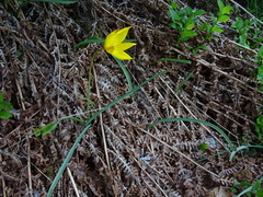 Tulipa sylvestris australis