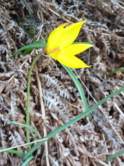 Tulipa sylvestris australis