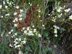 Saxifraga fragosoi