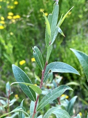 Salix candida