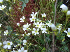 Saxifraga fragosoi