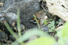 Nicrophorus hebes
