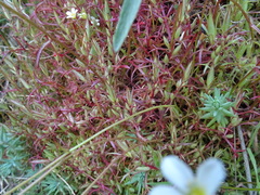 Saxifraga fragosoi