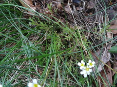 Saxifraga fragosoi