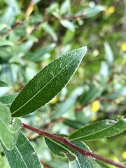 Salix candida