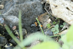 Nicrophorus hebes