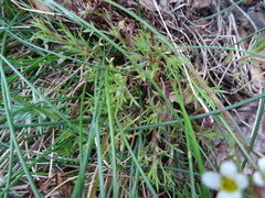 Saxifraga fragosoi