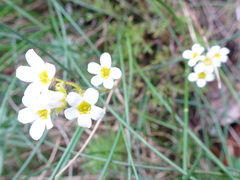 Saxifraga fragosoi