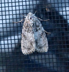 Acronicta retardata