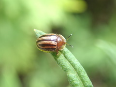 Agroiconota bivittata