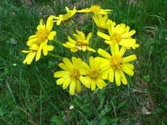 Tephroseris helenitis