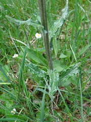 Tephroseris helenitis