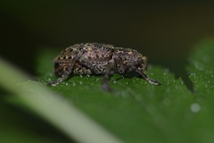 Plectrura spinicauda