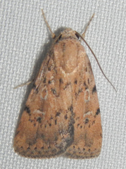 Micrathetis
