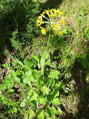 Tephroseris helenitis