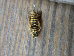 Paranthrene simulans