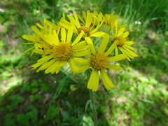 Tephroseris helenitis