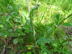 Tephroseris helenitis