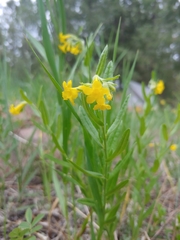 Lithospermum multiflorum