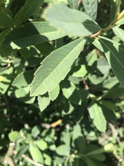 Myrica