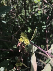 Myrica