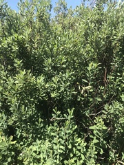 Myrica