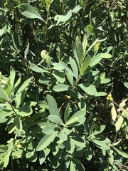 Myrica