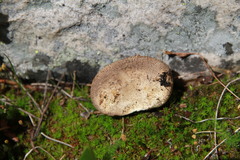 Handkea fumosa