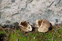 Handkea fumosa