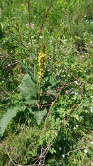 Verbascum alpinum
