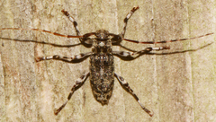 Graphisurus fasciatus