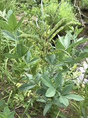 Thermopsis divaricarpa
