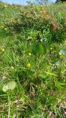 Ranunculus braun-blanquetii