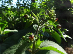 Scrophularia alpestris
