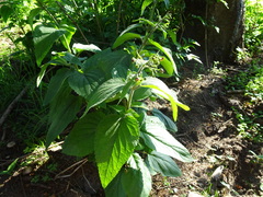 Scrophularia alpestris