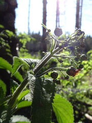 Scrophularia alpestris
