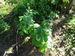 Scrophularia alpestris