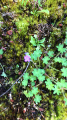 Geranium lucidum