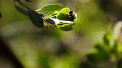 Pachodynerus californicus