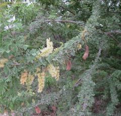 Senegalia wrightii