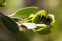 Pachodynerus californicus