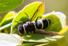 Pachodynerus californicus