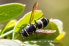 Pachodynerus californicus