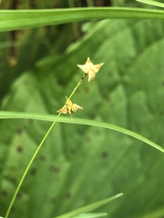 Stellulatae