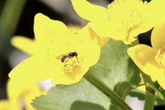 Sphegina