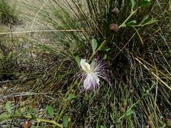 Capparis spinosa spinosa