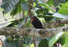 Melopyrrha violacea