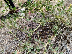 Capparis spinosa spinosa