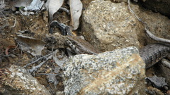 Elgaria paucicarinata